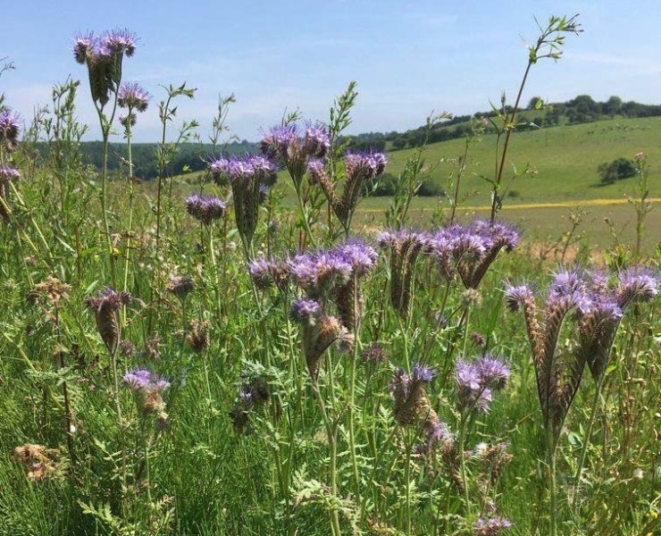 Flowers & Wildlife On A Lowland Farm