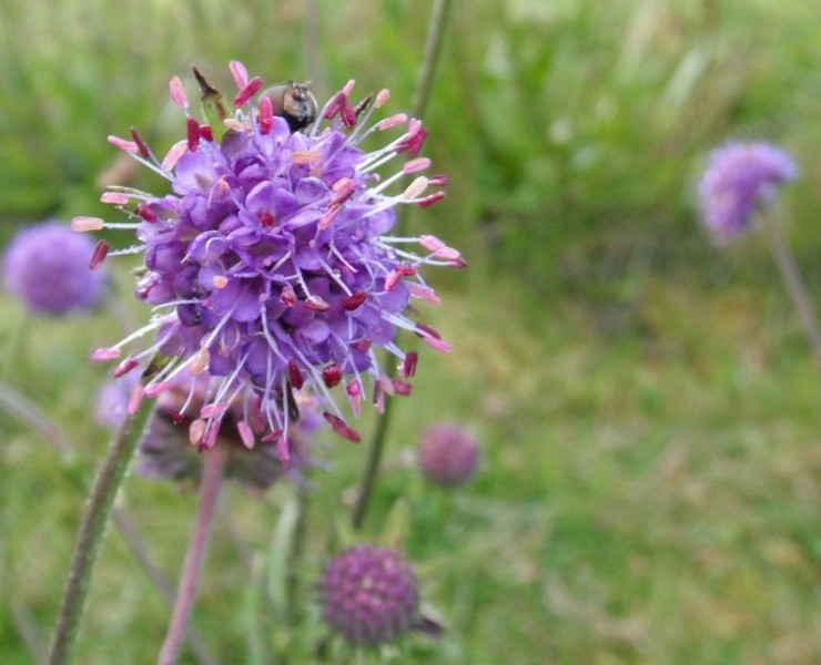 Wild Flower Walks - Flowers Of A Yorkshire Dales Hill Farm