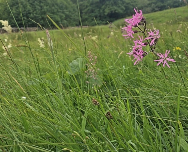 Upland Hay Meadow - Wild Flower Wander