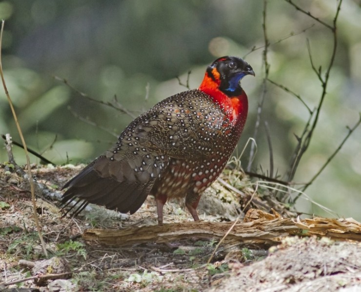 Bhutan - Birding And Wildlife Spring 2024