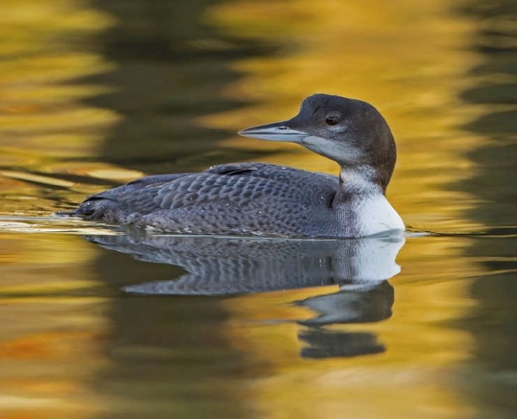 Great Northern Diver - Steve Race ©