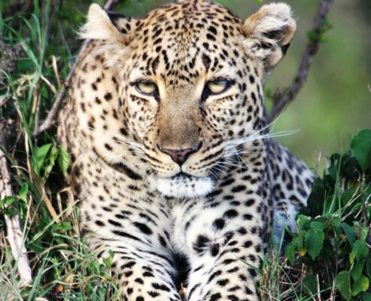 2021 Kenya Wildlife Photography Safari