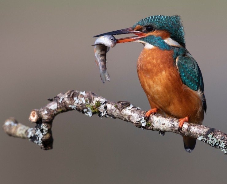 2024 Cuckoo And Kingfisher Photography Experience