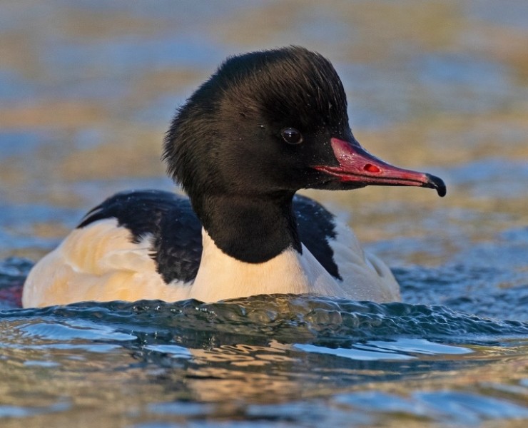 2023 Winter Birding And Wildlife Photography - Coast And Wetlands