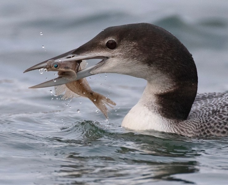 Great Northern Diver - Steve Race ©