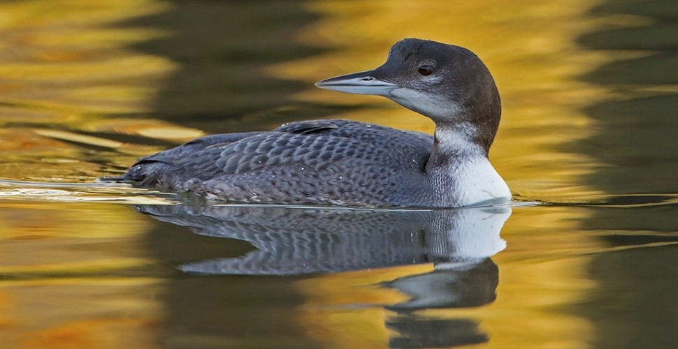 Winter Birding and Photography Experience