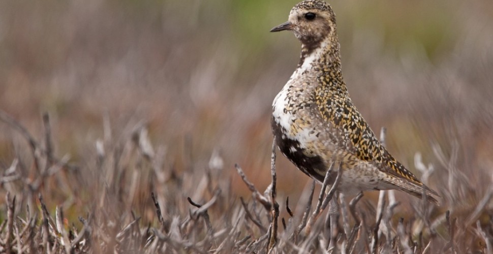 Moorland Birds Photography Experience