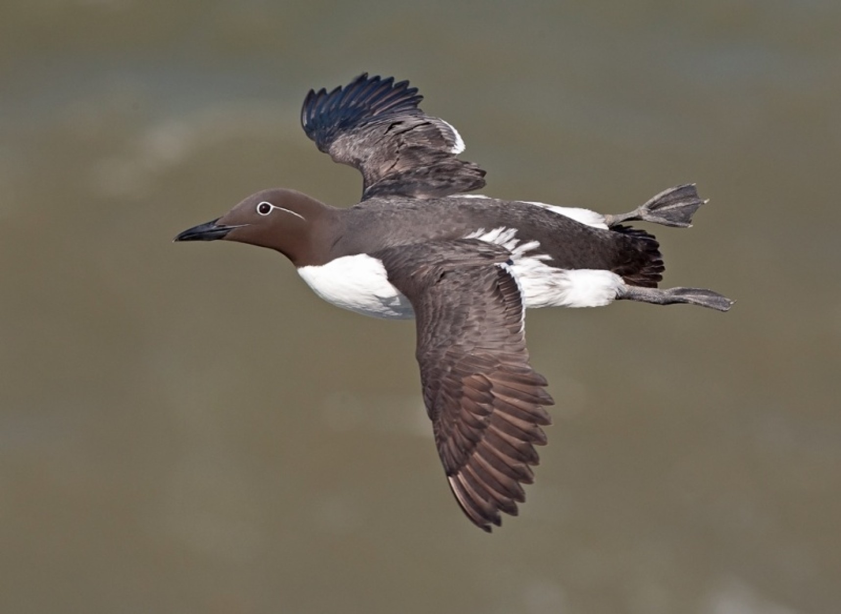 Bempton Cliffs - Seabird City - Yorkshire Coast Nature