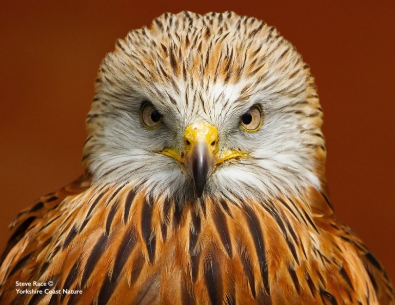  Red Kite © Steve Race