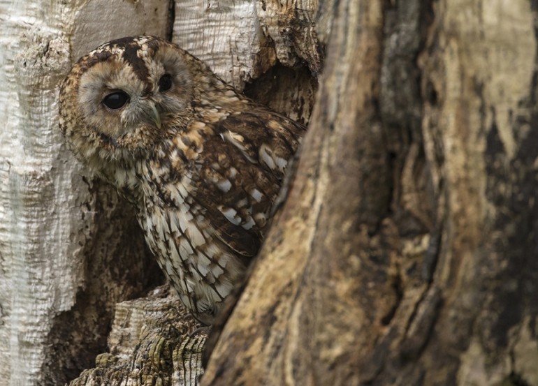 Tawny Owl © Steve Race