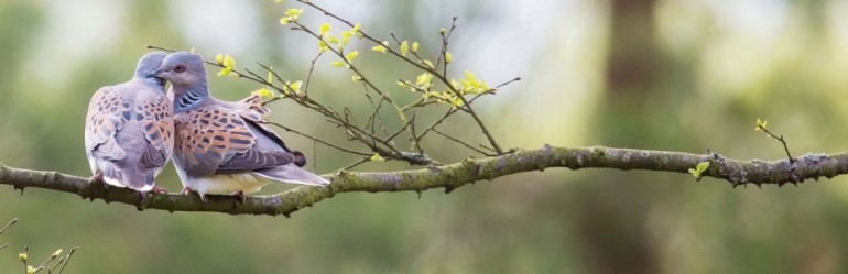  Turtle Doves in North Yorkshire © Richard Bennett