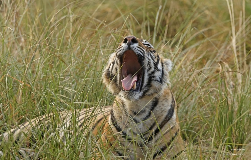 Big Cats And Birding In Jaipur And Ranthambore December 2024 