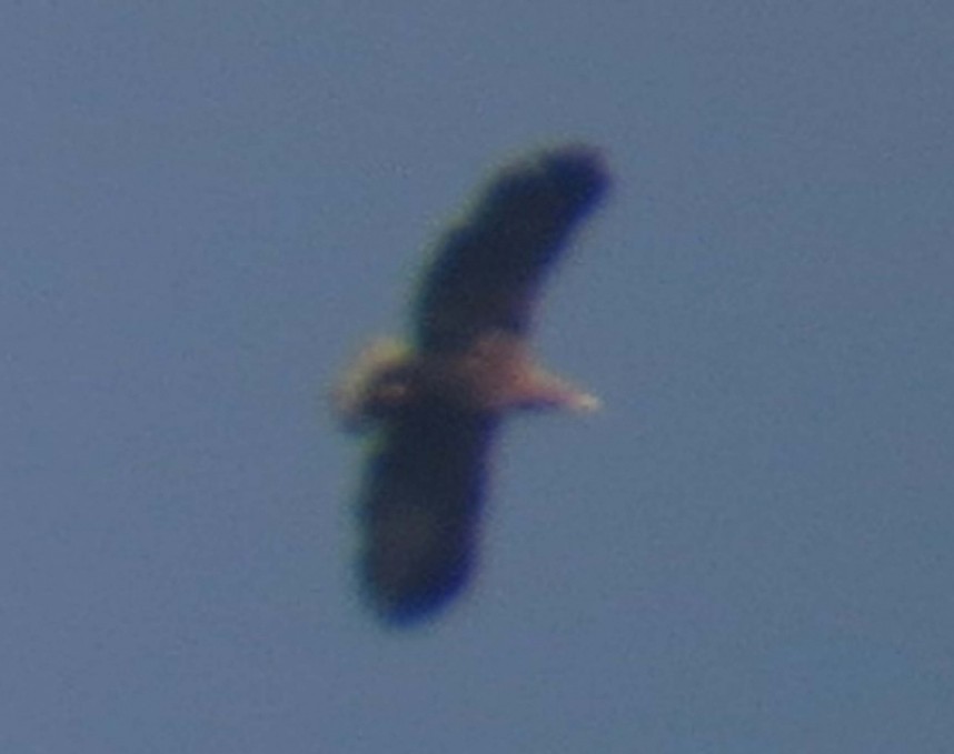 White-tailed Eagle 21-03-14 Wykeham Forest © Brett Richards