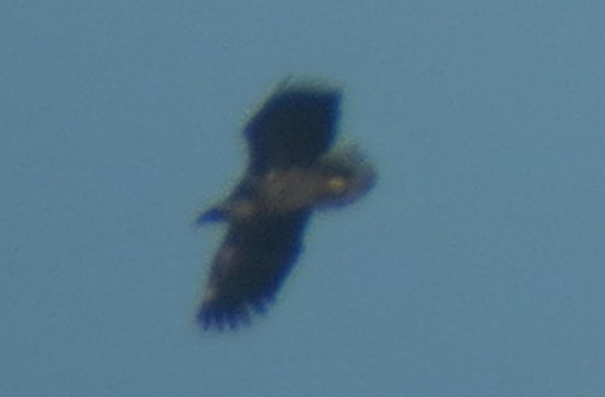 White-tailed Eagle 21-03-14 Wykeham Forest © Brett Richards