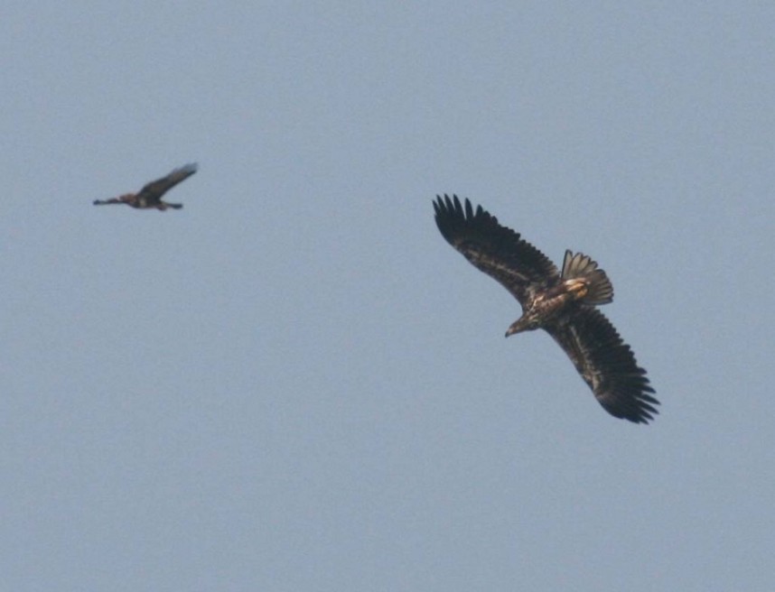 White-tailed Eagle & Common Buzzard Czech Republic 06-04-09 © Richard Baines