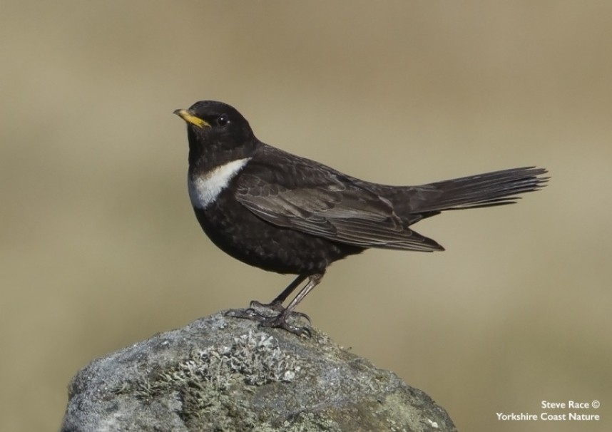 Ring Ouzel © Steve Race