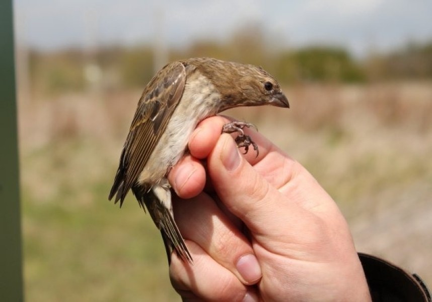 Common Rosefinch © Spurn Bird Observatory Trust