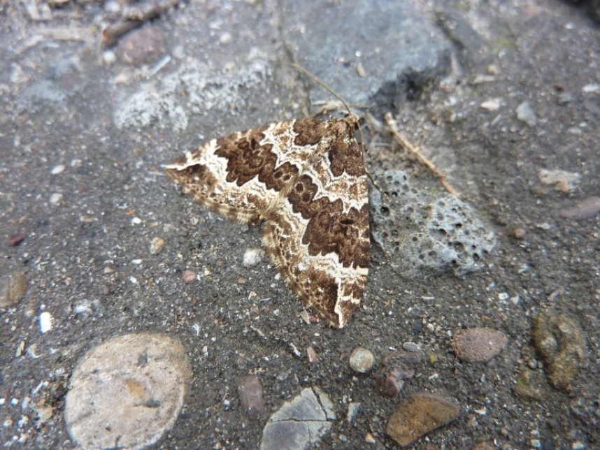 Water Carpet © Jackie Holder