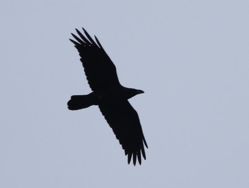 Raven Flamborough April 2016 © Craig Thomas