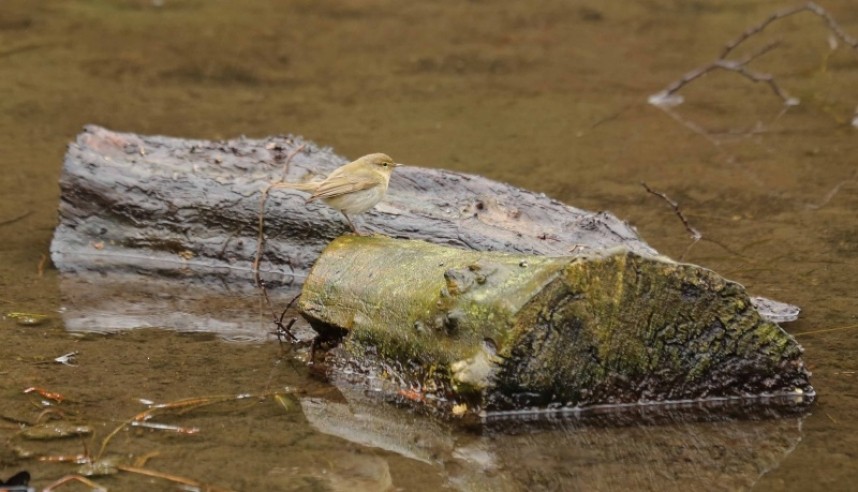 Chiffchaff feeding near Staindale Lake Dalby Forest © Richard Baines