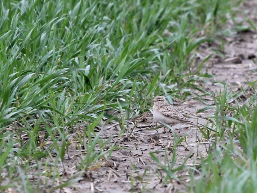 Short-toed Lark at Long Nab © Chris Bradshaw