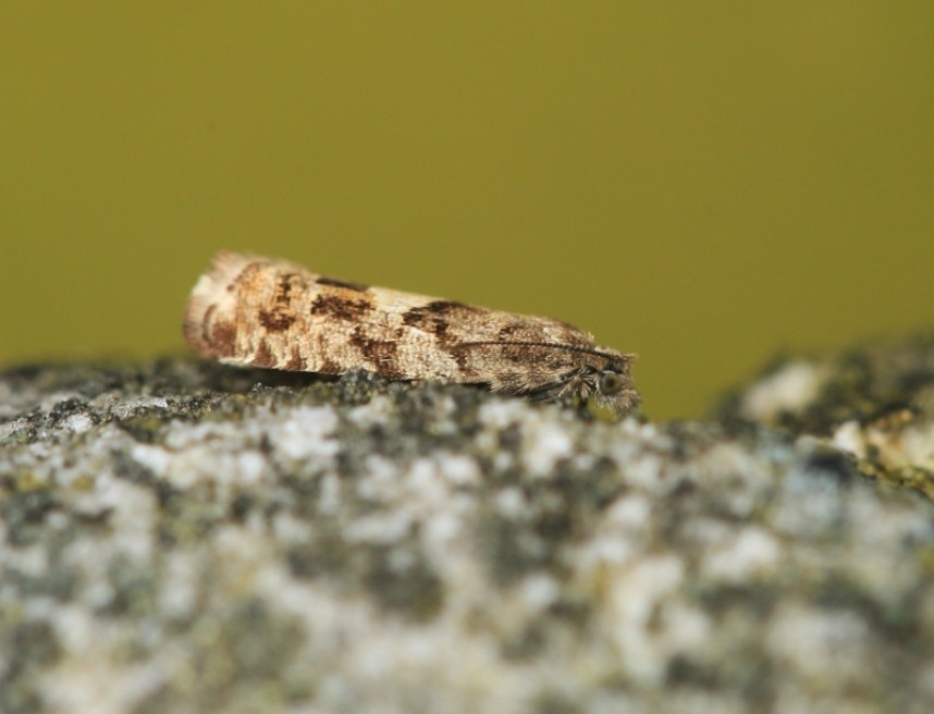 Epinotia Pygmaeana © Dan Lombard