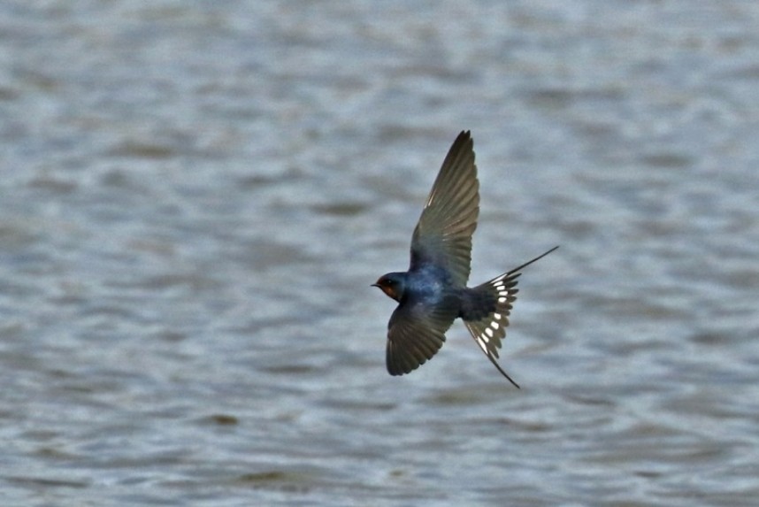 Swallow over Filey Dams © Ian Robinson