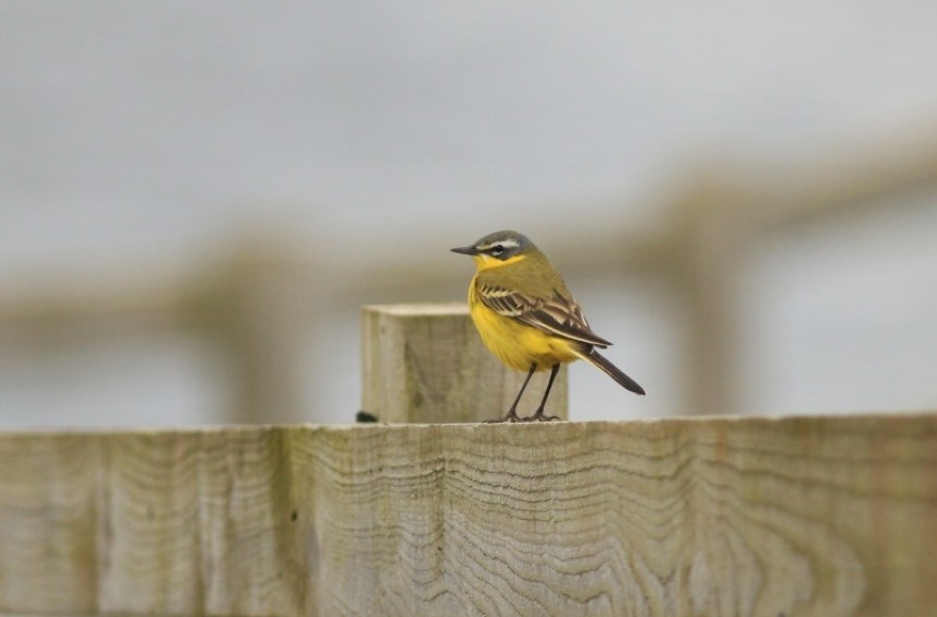 Blue-headed Wagtail Filey Dams © Mark Pearson