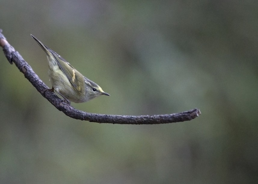  Buff-barred Warbler © Steve Race