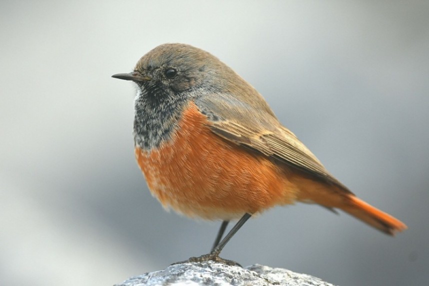 Eastern Black Redstart Skinningrove © Andy Hood