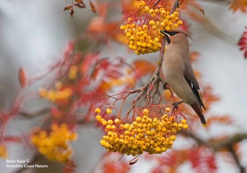 Waxwing Scarborough © Steve Race