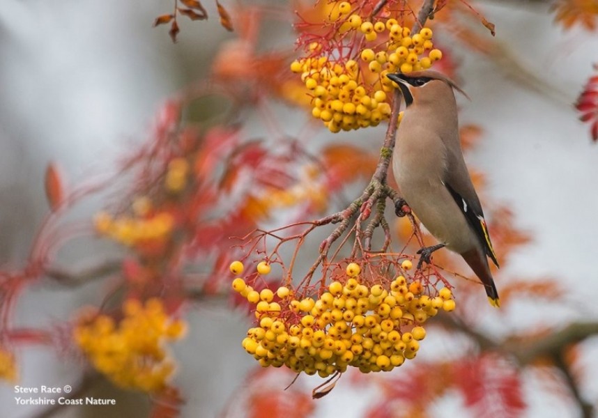  Waxwing Scarborough © Steve Race