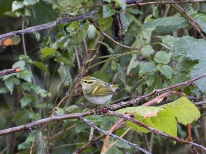 Pallas's Warbler Spurn © Tim Jones