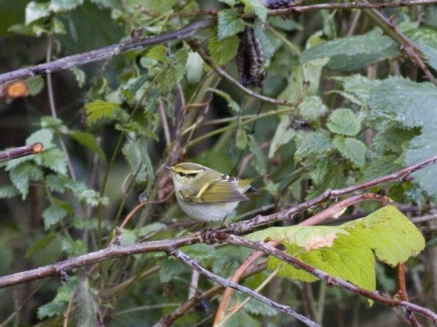  Pallas's Warbler Spurn © Tim Jones 