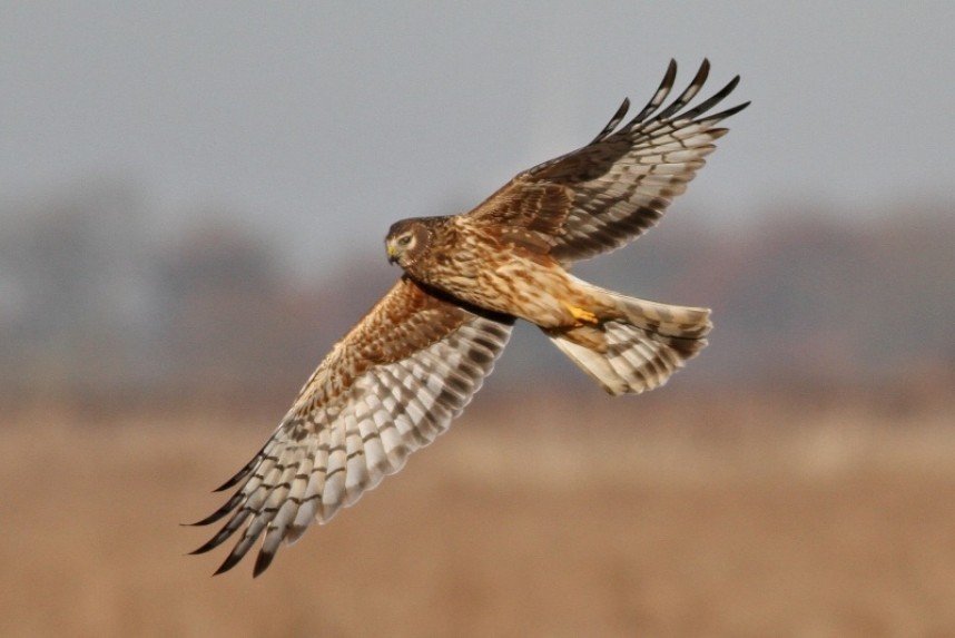  Hen Harrier Stone Creek © Richard Willison 