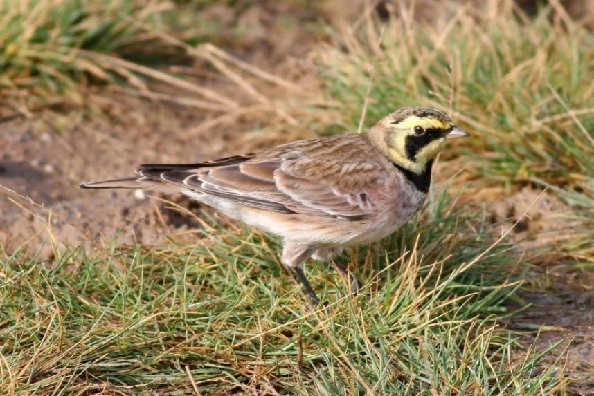 Shorelark Spurn © Richard Willison
