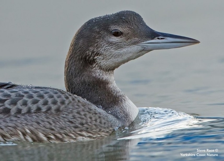  Great northern Diver Scarborough © Steve Race 