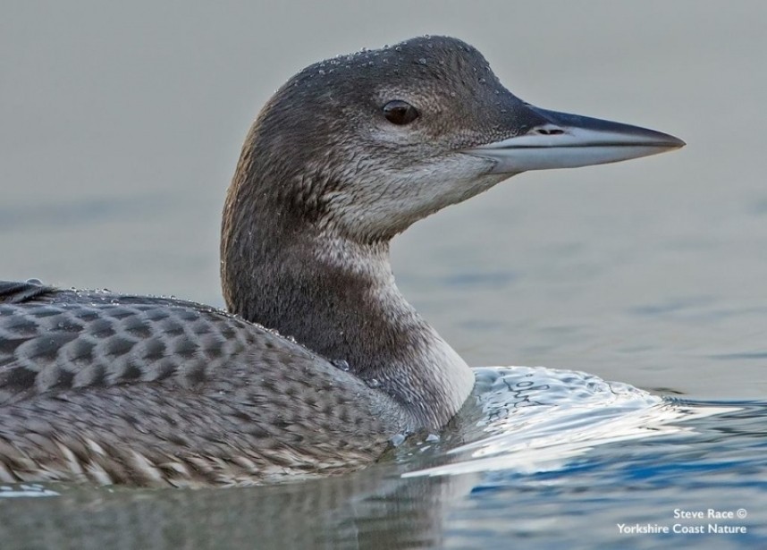Great northern Diver Scarborough © Steve Race