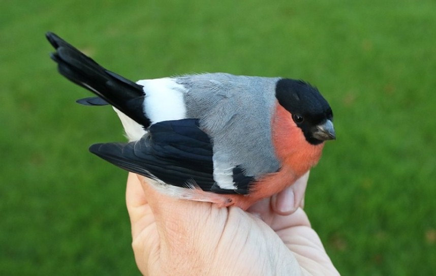 Northern Bullfinch © Mark Thomas