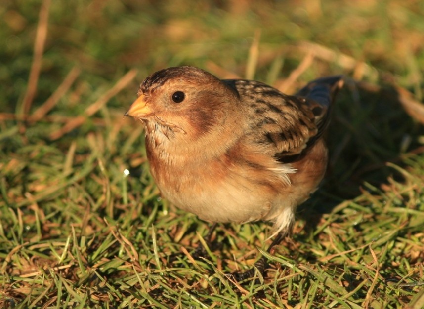 Snow Bunting Filey © Mark Pearson