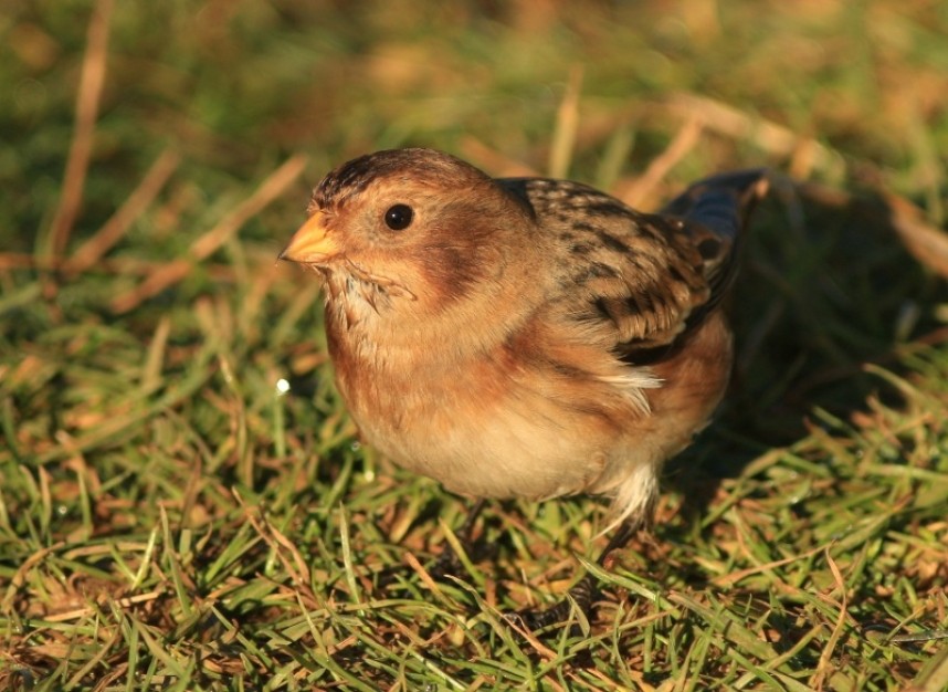  Snow Bunting Filey © Mark Pearson 