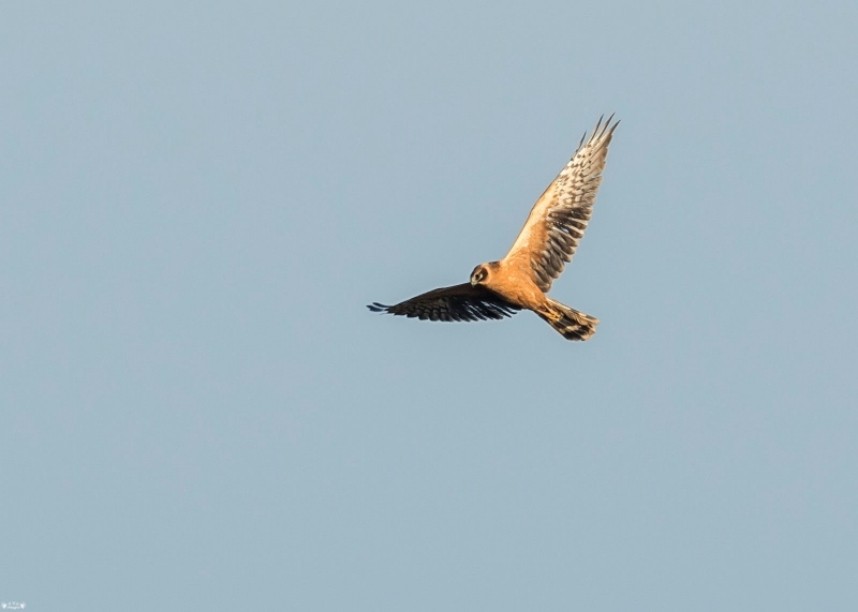 Pallid Harrier Welwick Saltmarsh © Russ Bridges