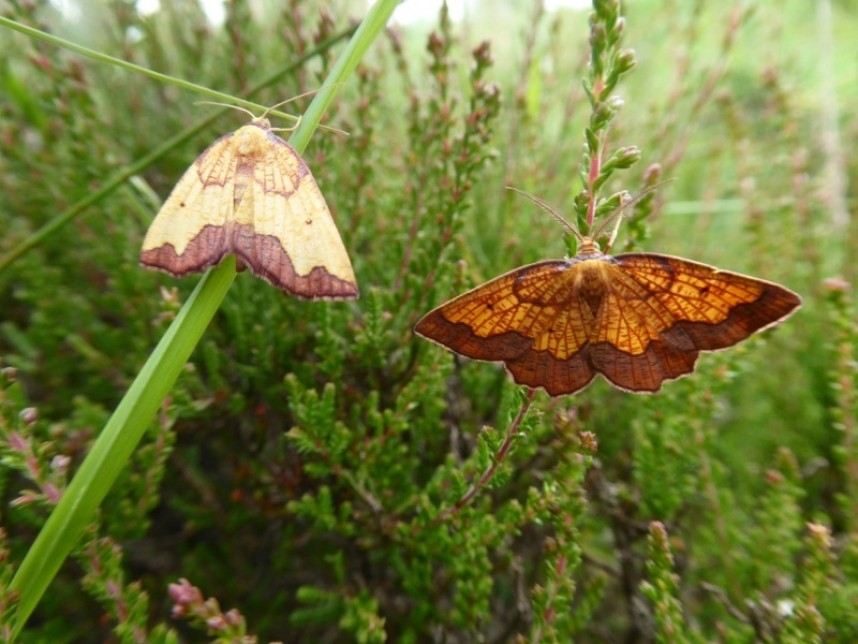 Dark-bordered Beauty female and male © Allan Rodda