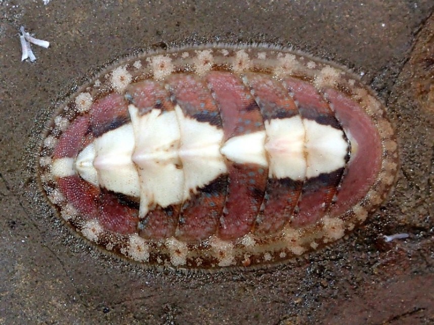 Chiton, Lepidochitona cinerea © Paula Lightfoot