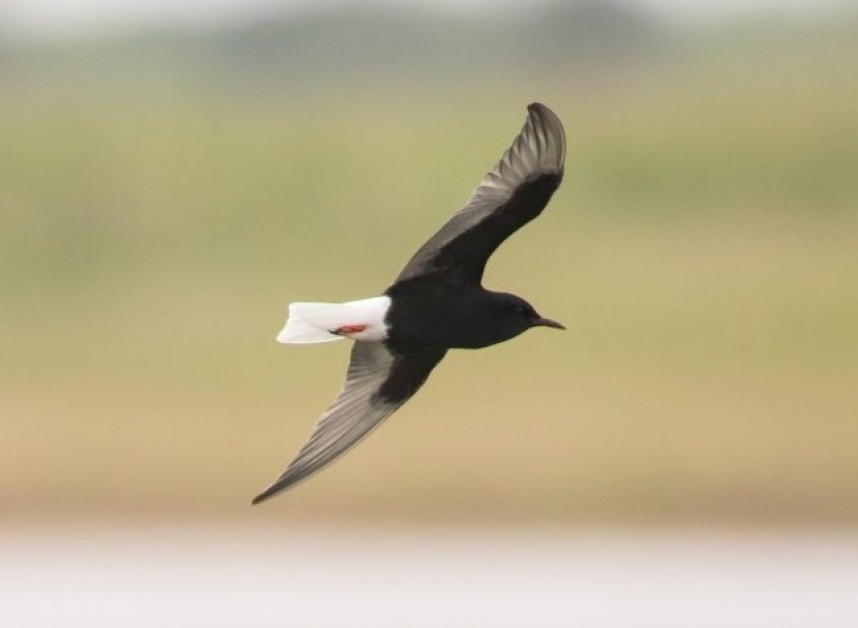 White-winged Black Tern © Justin Carr
