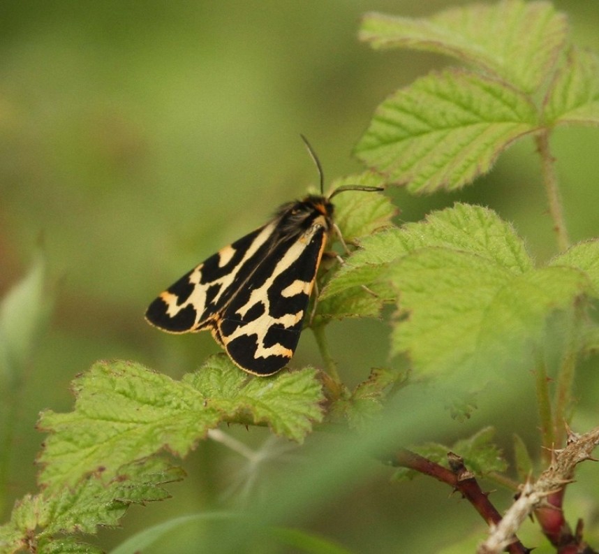 Wood Tiger © Nicky Wearmouth