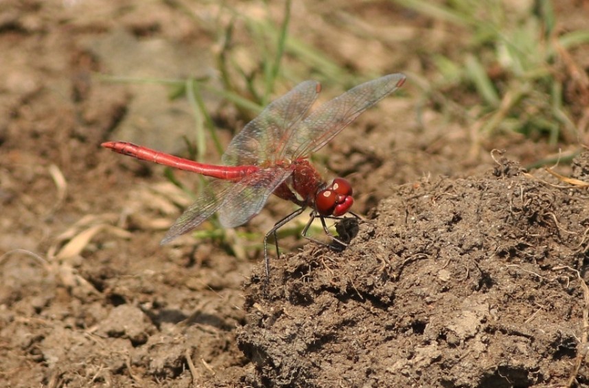 Red-veined Dater © Mark Pearson