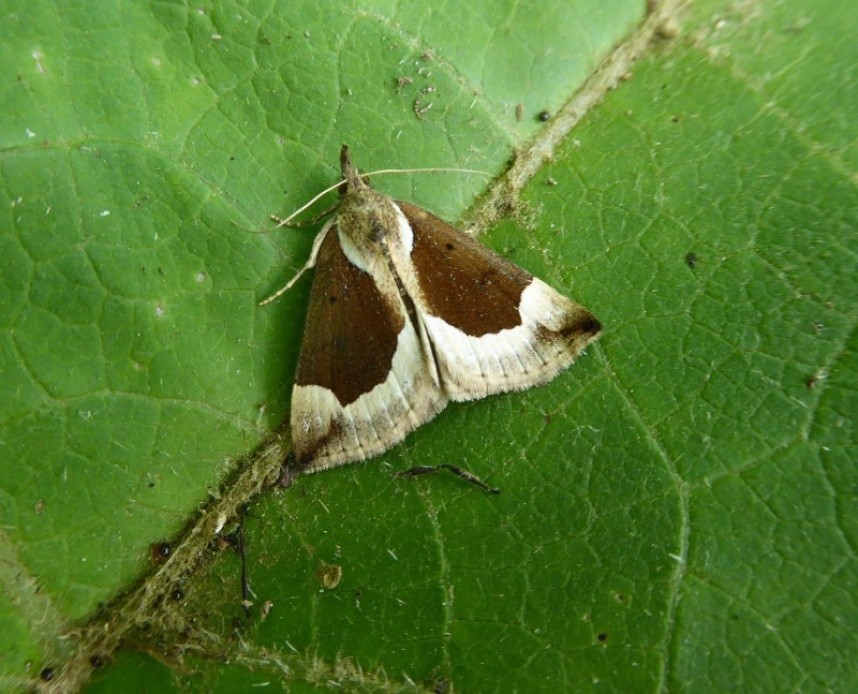 Beautiful Snout © Allan Rodda