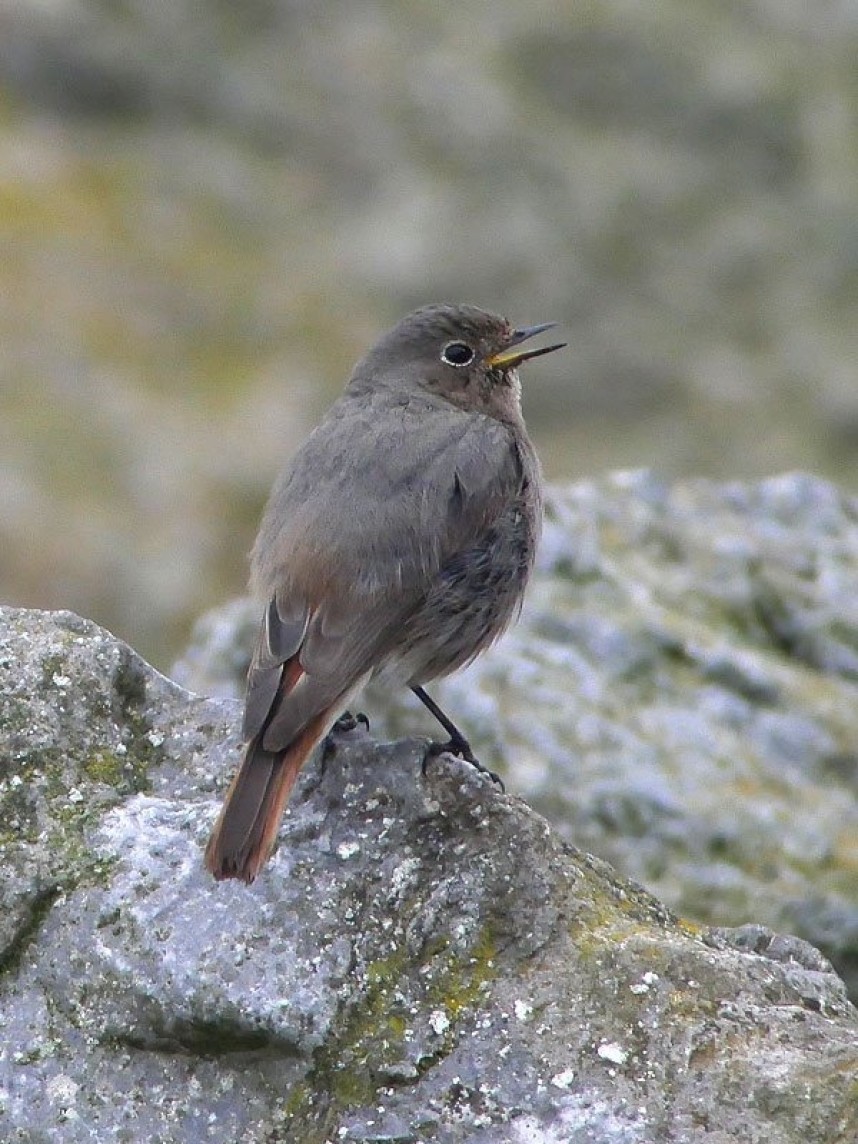  Black Redstart singing at Skinningrove ©  Ian Boustead (majority of second yr males cannot be separated from females in spring)