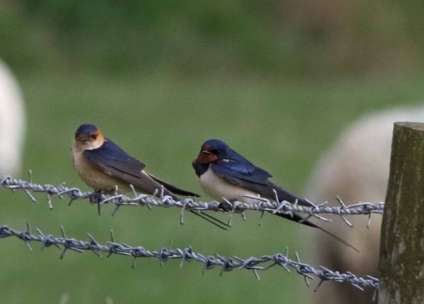  Red-rumped and Barn Swallow at Spurn © John Hewitt
